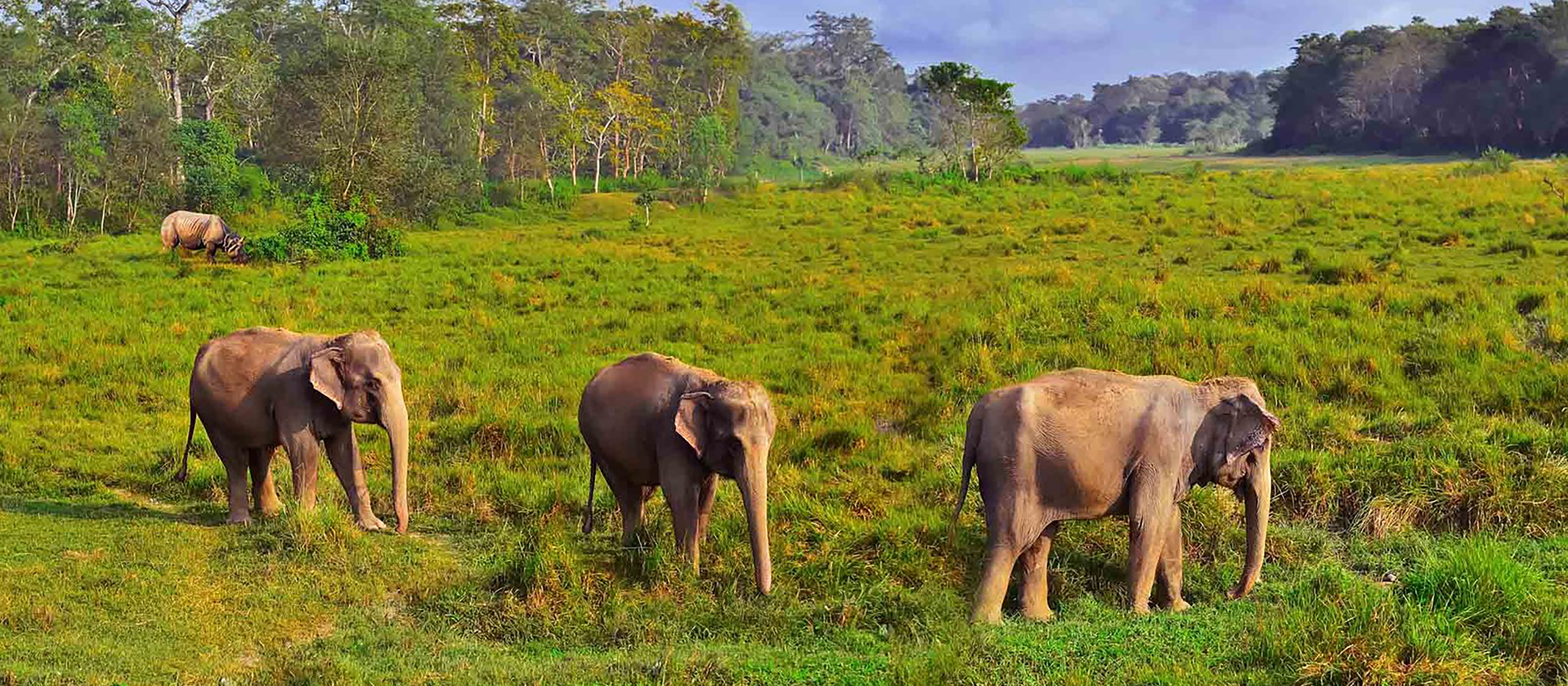 Elephants at Chitwan.jpeg